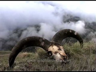 Skull of Himalayan Blue Sheep at Nanda Devi