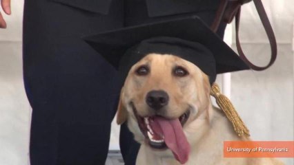 UPenn Graduates First Class of Working Dogs, Only One Has Job