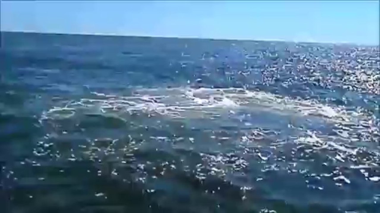 Feeding Humpback Whales off the Coast of Rockaway Beach