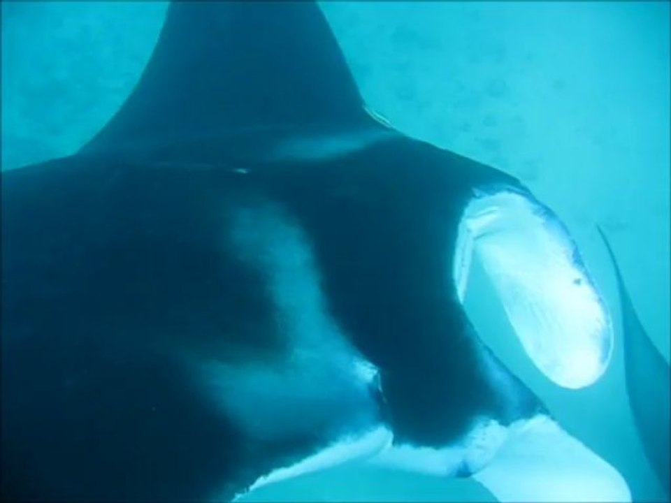 film manta
