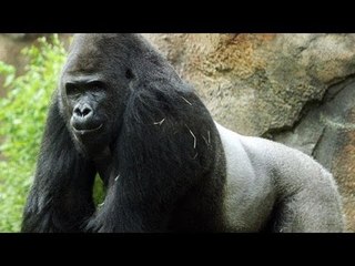 Dallas Zoo gives Patrick the gorilla the boot