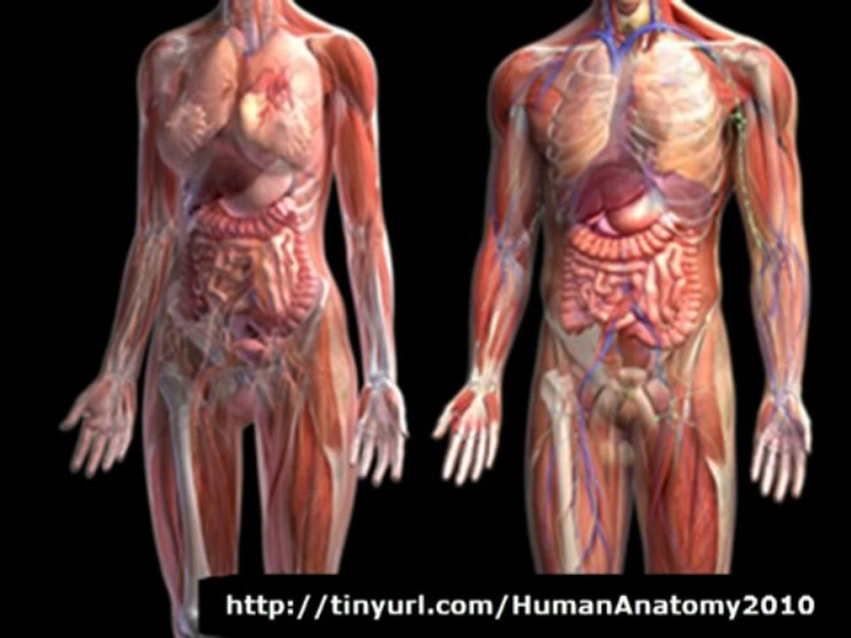 Human Anatomy & Physiology | Human Anatomy Body
