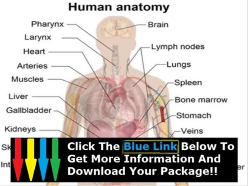 Human Anatomy Physiology Course Objectives + Anatomy Human Mind Course