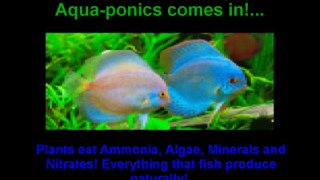 Aquaponics 4 You Review Real Benefits of Aquaponis 4 Organic System!!