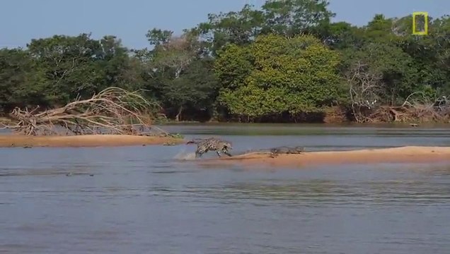 Violent attack by a Jaguar on a Crocodile!!!