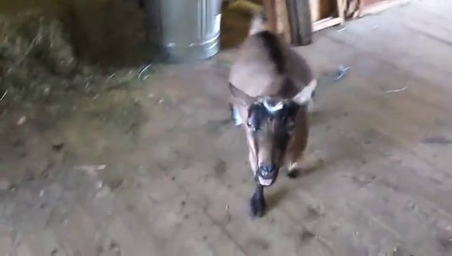 Des chèvres qui bêlent et crient comme des humains... Effrayant mais marrant!