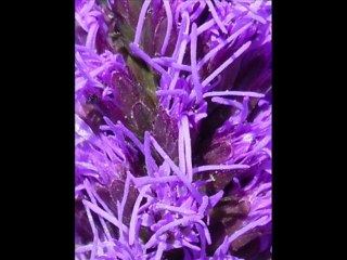 Šuškarda v rozkvětu: Václav Kovalčík, léto 2013