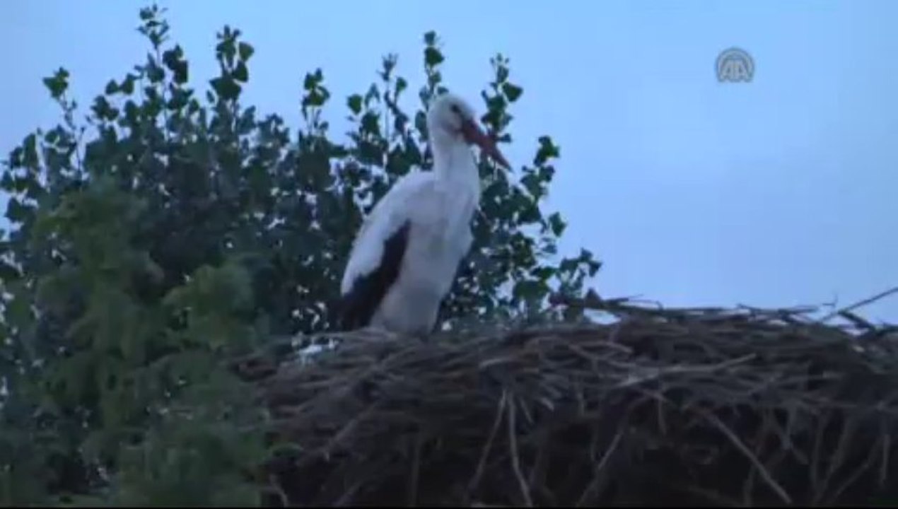 Kargaların toplu dansı