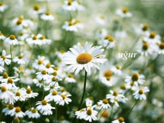 ZERRİN ÖZER-dayanamıyorum-gönül