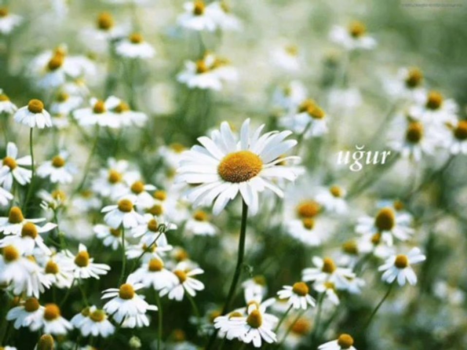 ZERRİN ÖZER-dayanamıyorum-gönül