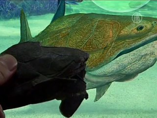 Древнейшая рыба с челюстями найдена в Китае