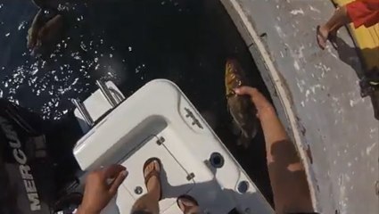 Jour de chance d'un poisson remis en liberté