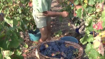 2013 - Bessan - Vendanges à la main-1