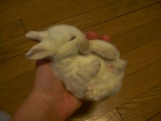 Скачать видео: Un bébé lapin qui dort dans une main!! Trop mignon!