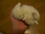 Sleepy Baby Bunny in a Hand!! So cute!