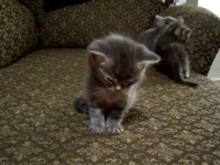 Little Kitten So Tired. Cutest vid ever!!!