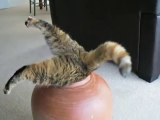 Un gros Chat essaie de rentrer dans un petit pot... Enorme!