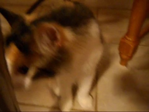 Crystal Palace Quartet...Handel...Queen of Sheba