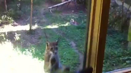 Playful Lynx in Swedish Wildlife Park