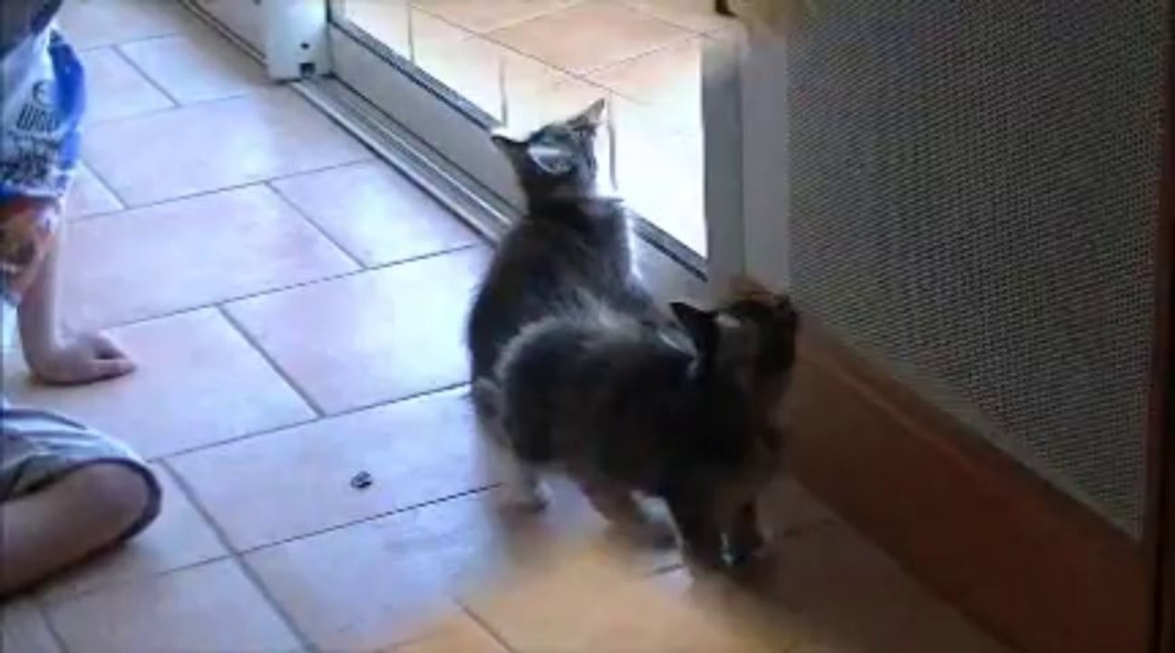 Chatons Sibérien ter