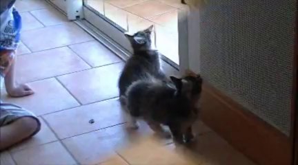 Chatons Sibérien ter