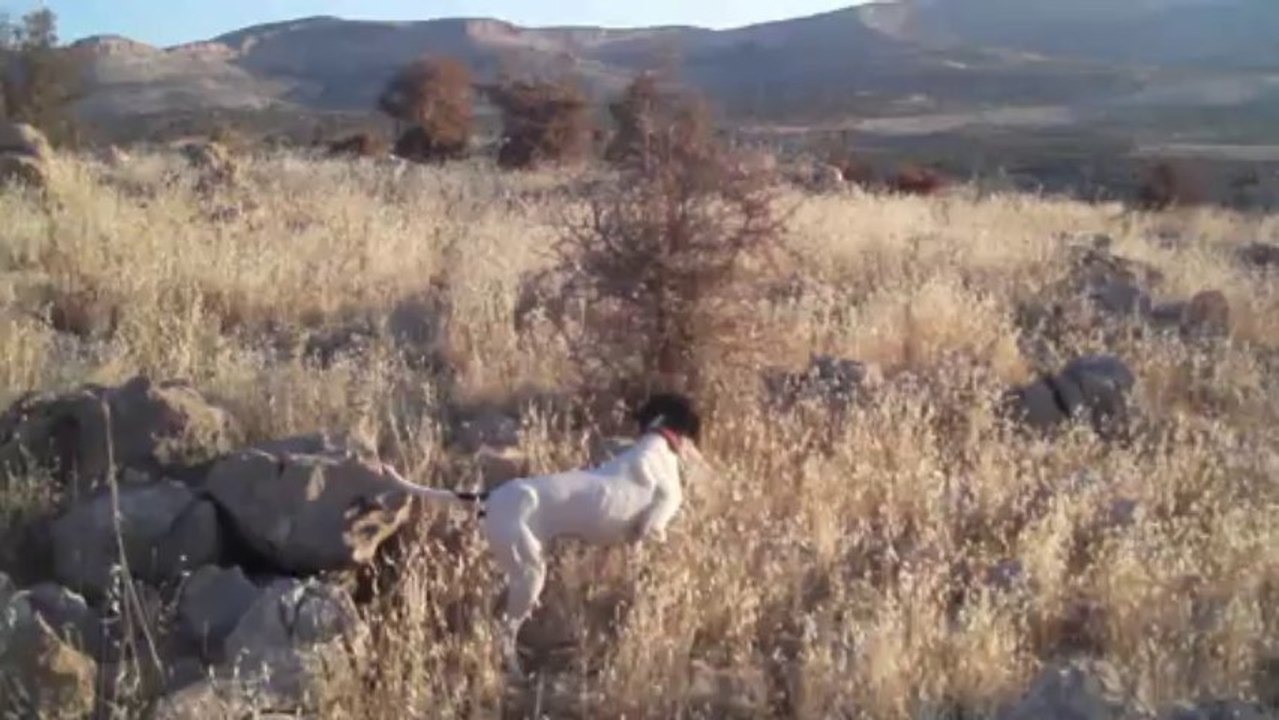 elsa bıldırcın ferma 4