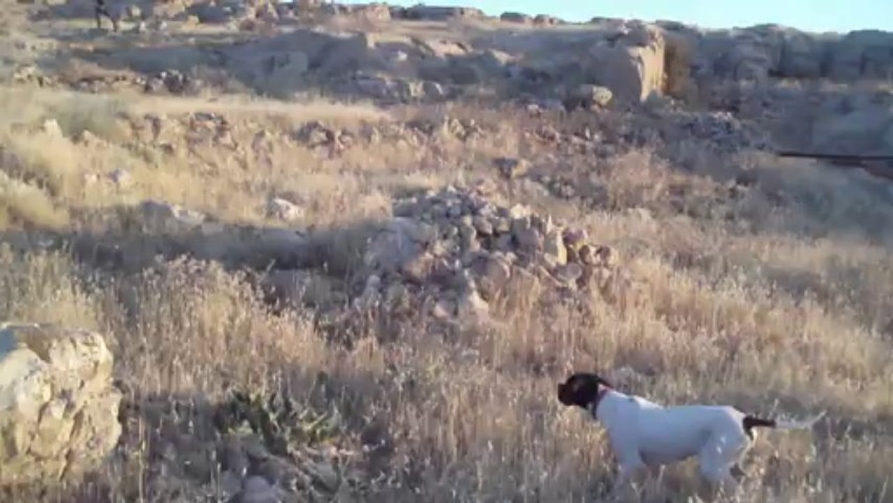 elsa bıldırcın ferma 3