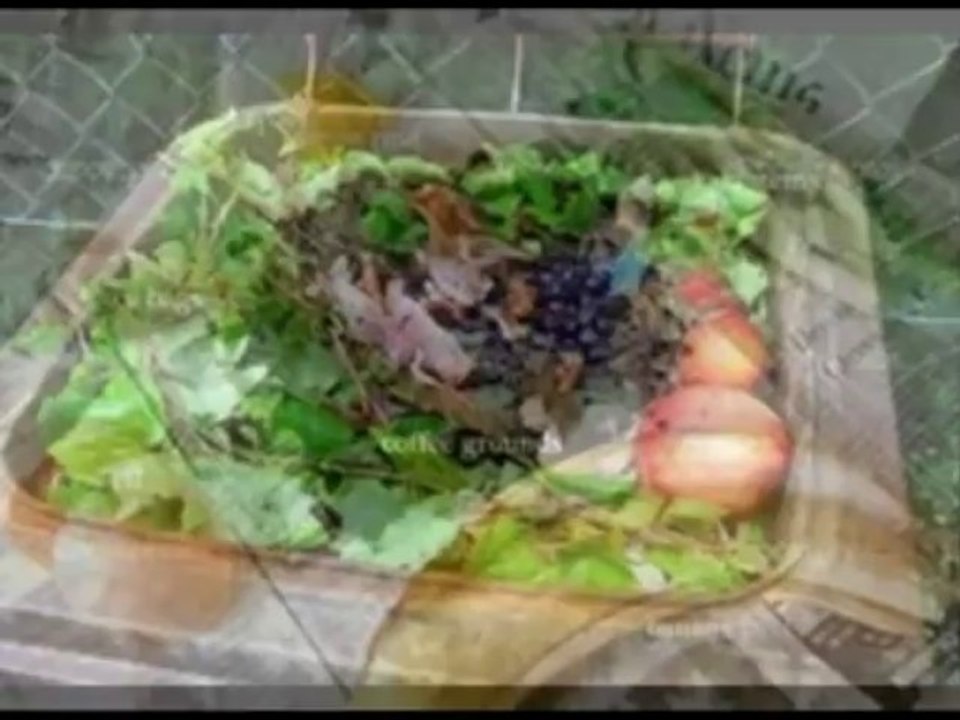 Organic Waste