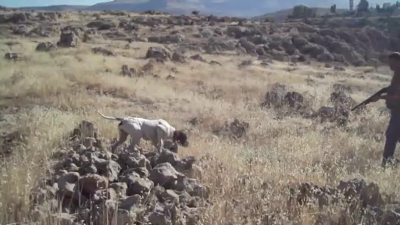 elsa bıldırcın ferma 6