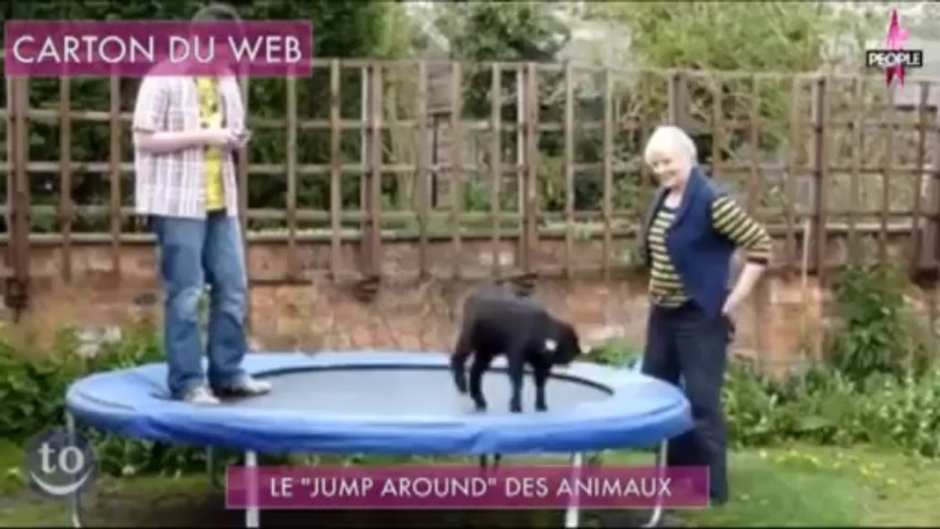 Buzz : Le "Jump Around" des animaux - Vidéo Dailymotion