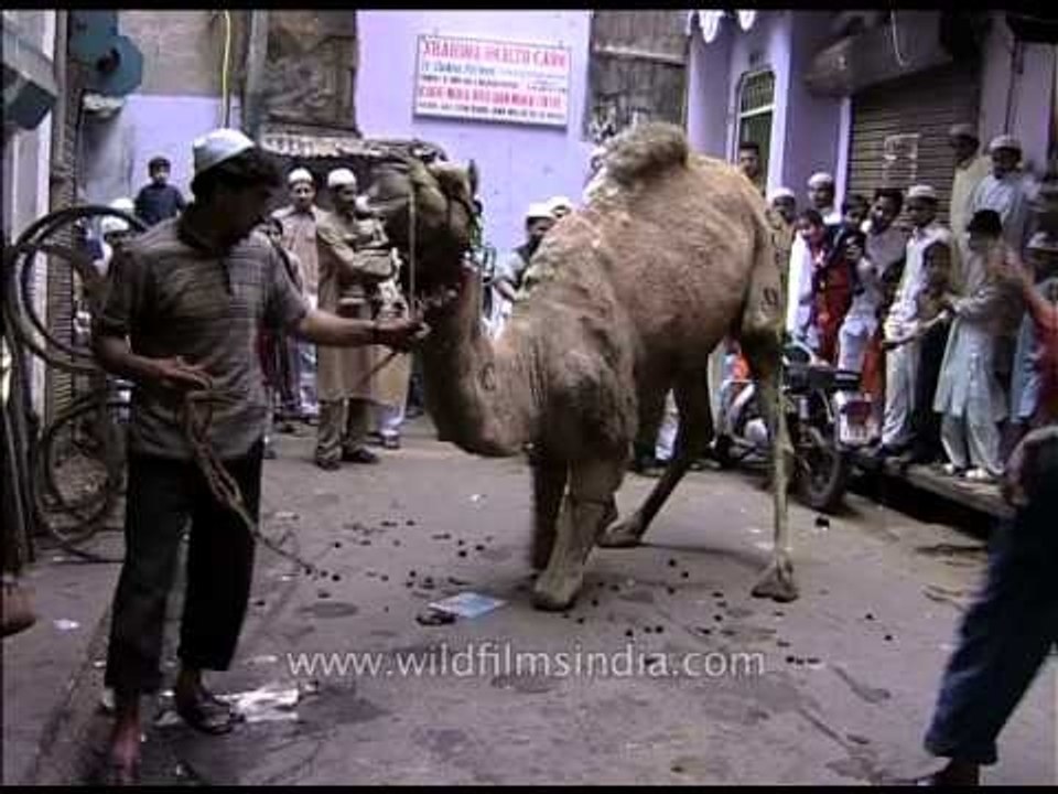 This poor camel knows it's about to be slaughtered