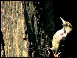 Himalayan Pied Woodpecker