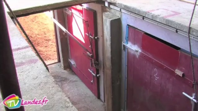Entrée des Taureaux dans les arènes de Vieux Boucau pour la Corrida Portugaise