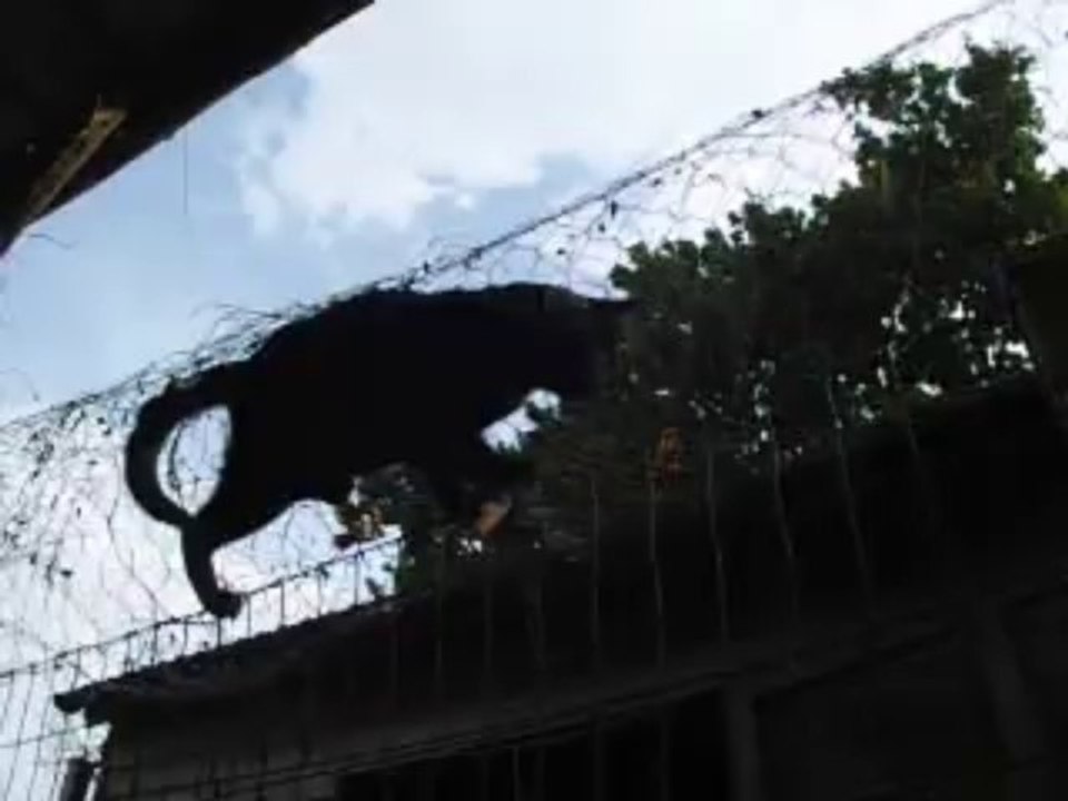 Equilibriste ( Chochotte)