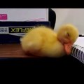 Cute Baby Duck Can't Stay Awake!! Too cute...
