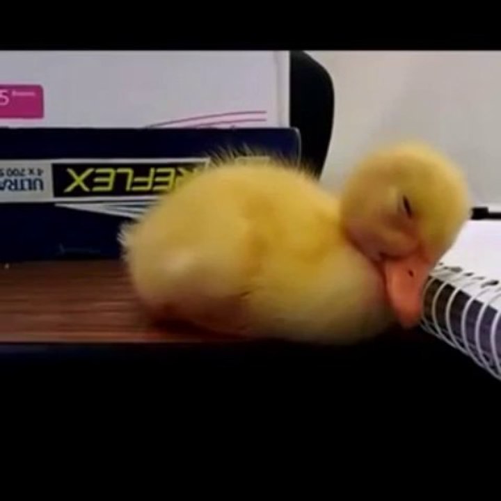 Cute Baby Duck Can't Stay Awake!! Too cute...