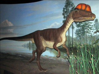 fossilized prehistoric shark teeth