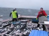 احدى طرق صيد السمك عن طريق الشبك