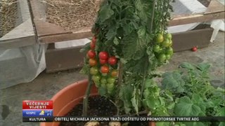 TomTato-  biljka koja daje dva ploda - krumpir i rajčicu