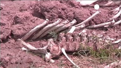 Zimbabwe: trois condamnations pour l'empoisonnement...