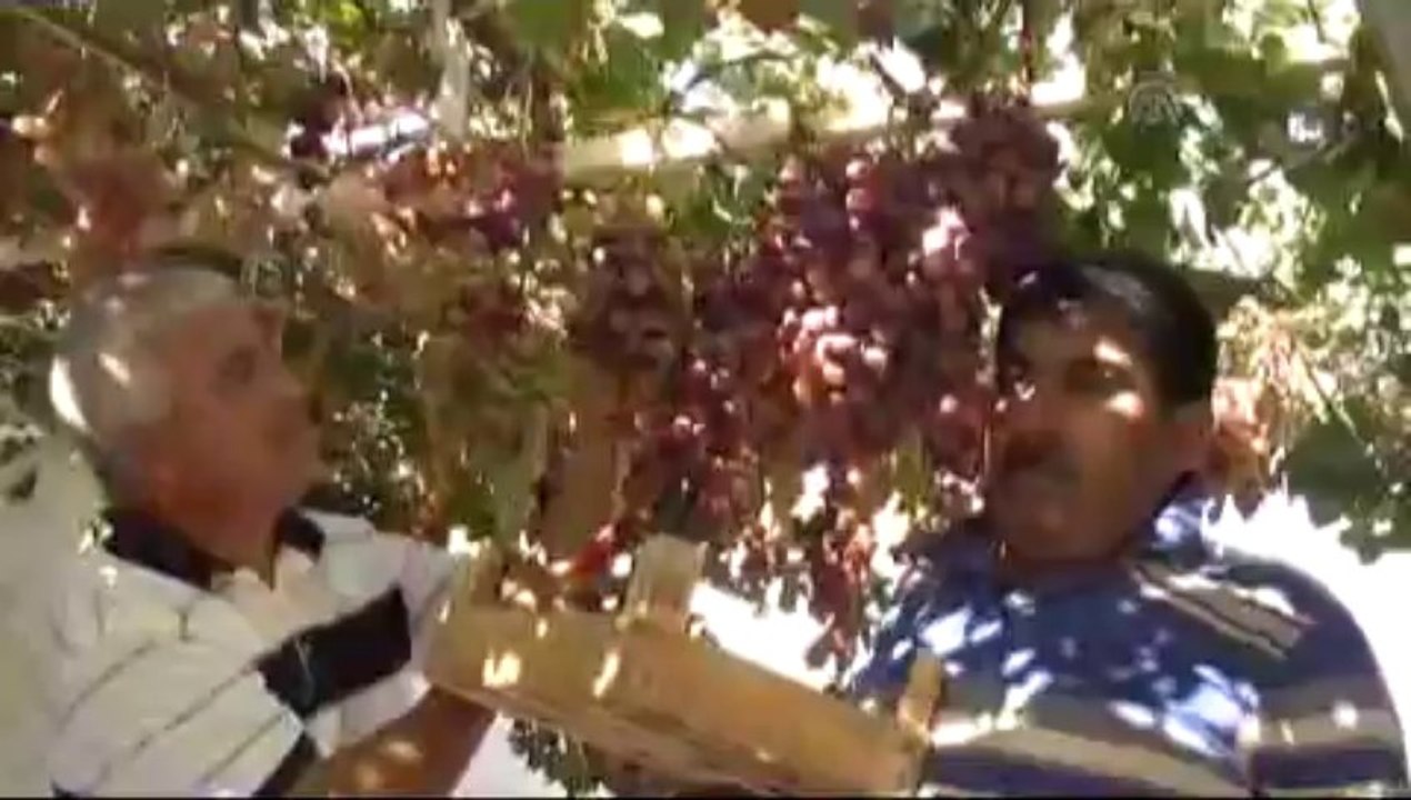 Salkımı 5 kilogram gelen üzüm