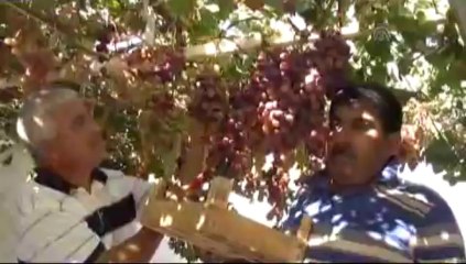 Salkımı 5 kilogram gelen üzüm