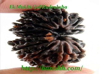 Round Ek Mukhi Gol Dana Rudraksha