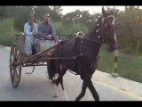 Shafqat zaman horse bablu jumma try 27-9-13