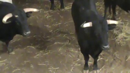 NOVILLADA NAVALROSAL ARNEDO