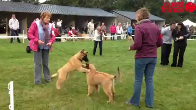 Exposition canine - Bergers belges