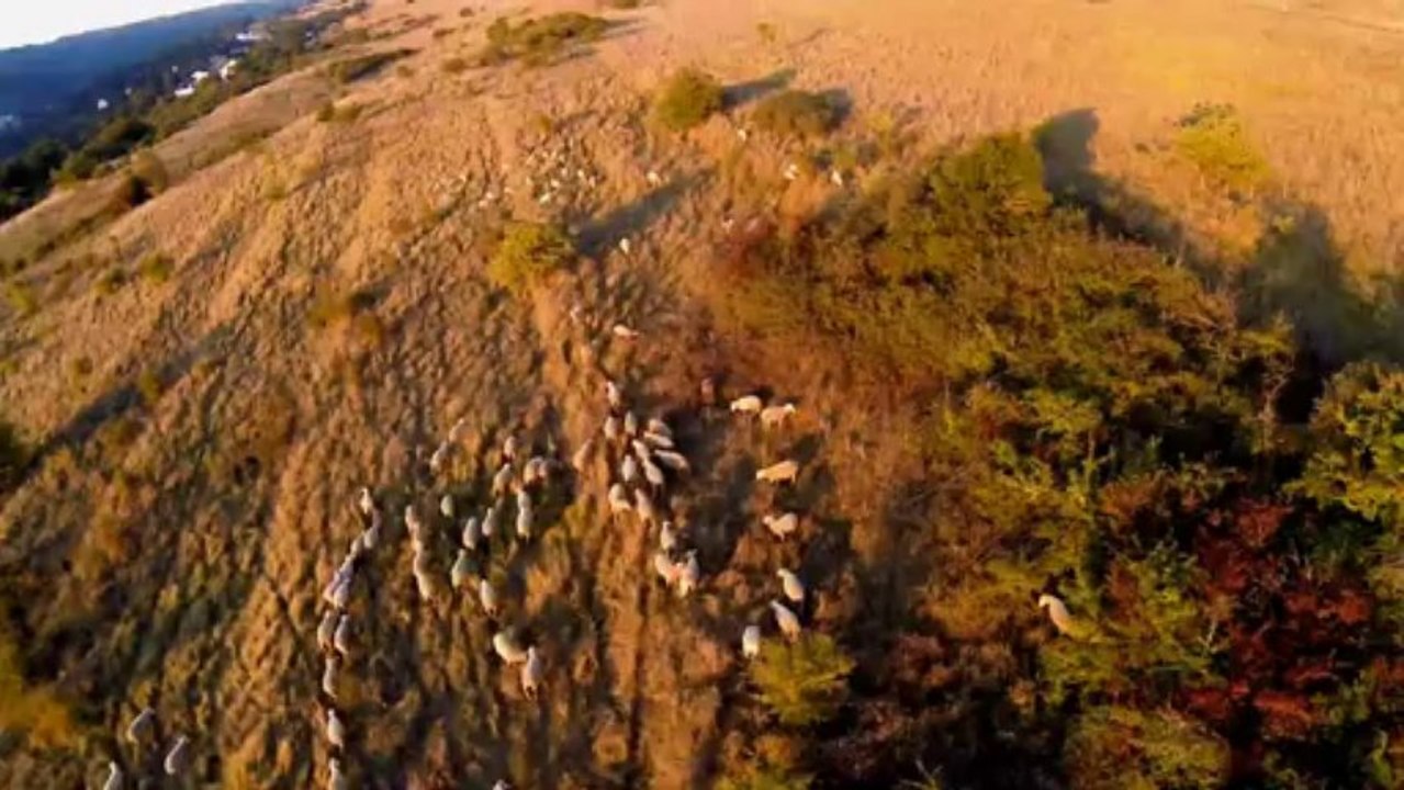 Algrange le plateau et ses moutons