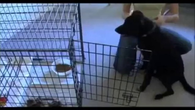 Secrets To Dog Training DVD - Kingdom Of Pets