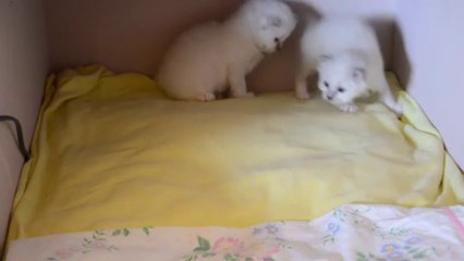 Jeux chatons 3 (26/09/13)