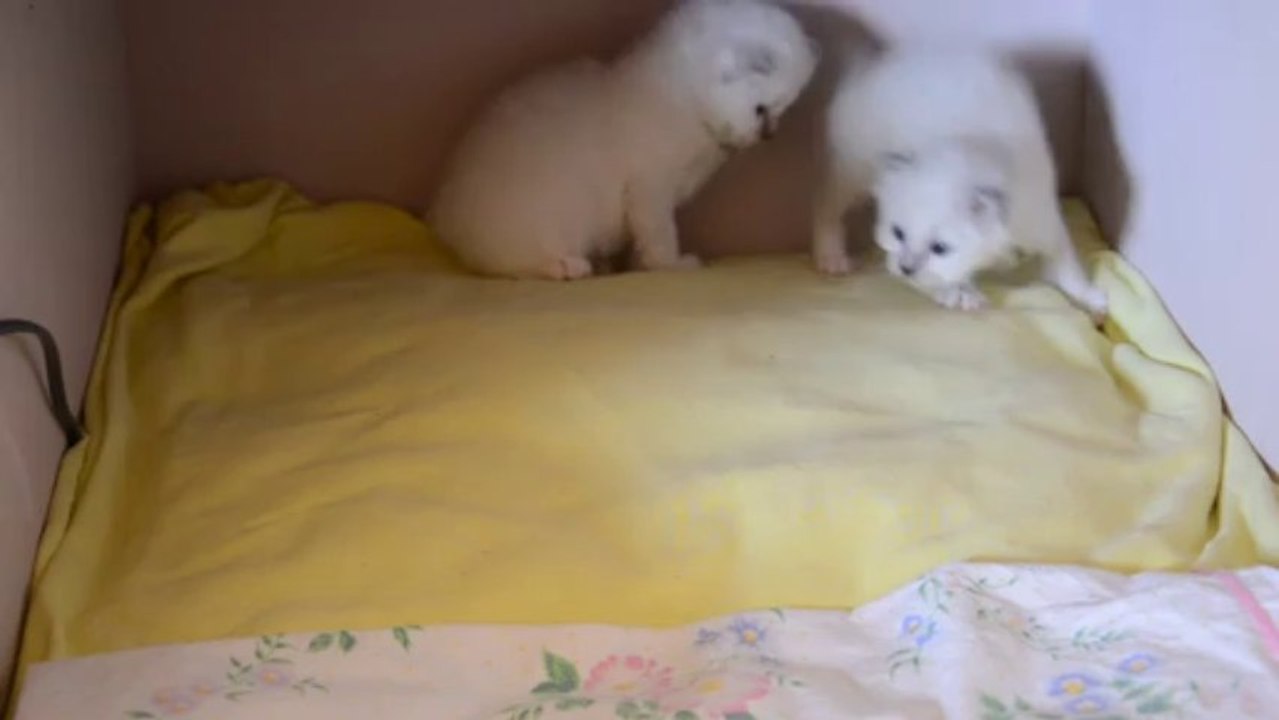 Jeux chatons 3 (26/09/13)
